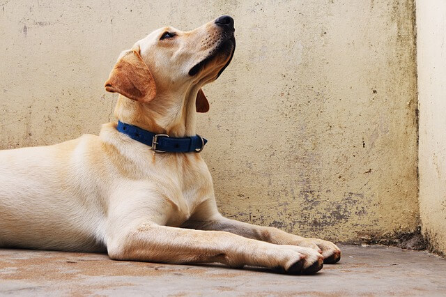 best dog collars for labs