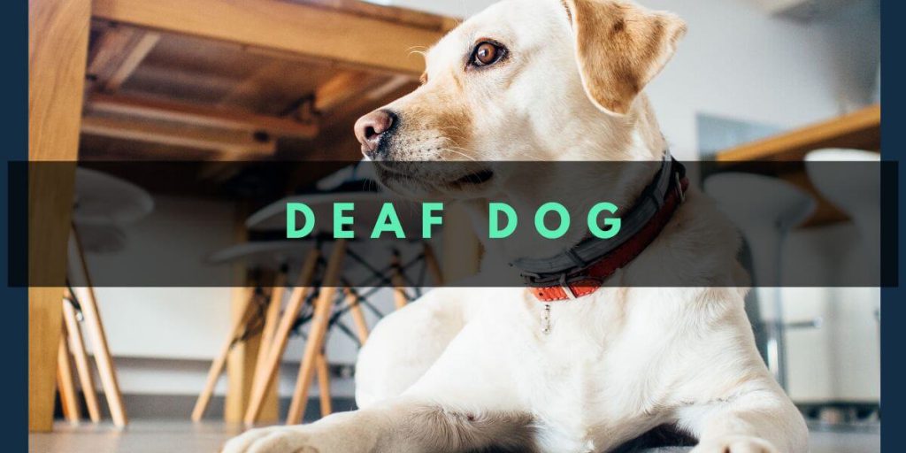 vibrating dog collar for deaf dogs