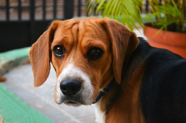 wireless dog fence and training collar combo