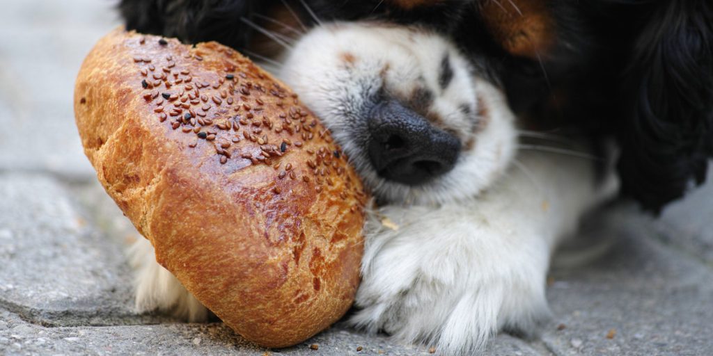 best dog food for less poop