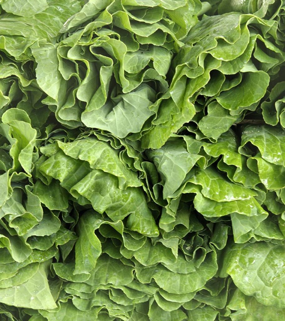 can dogs eat collard greens