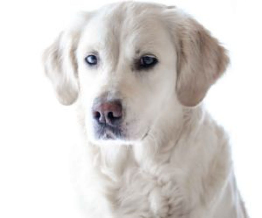 Is Purina Pro Plan a all life stages food