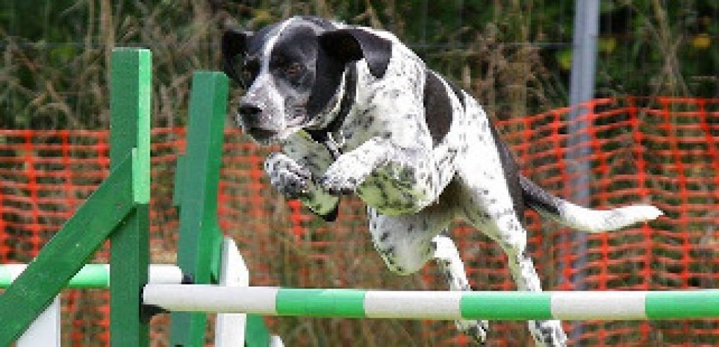 best dog gate for jumpers