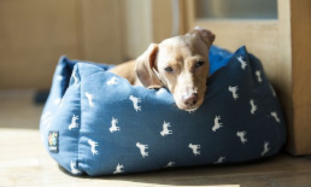 Heated Dog Beds for Arthritic Dogs