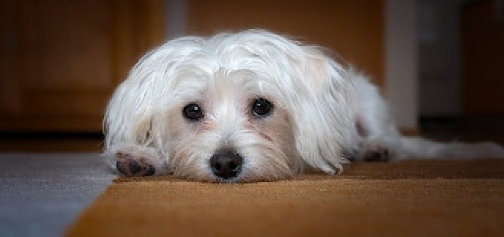 Smallest Bark Collar Available