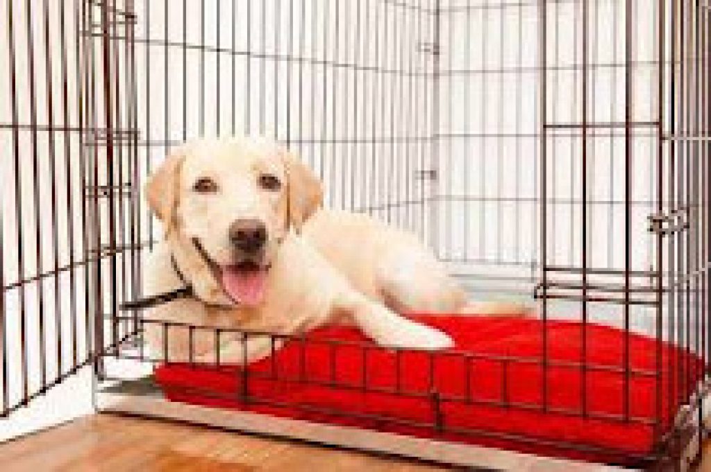 apartment crates for dogs