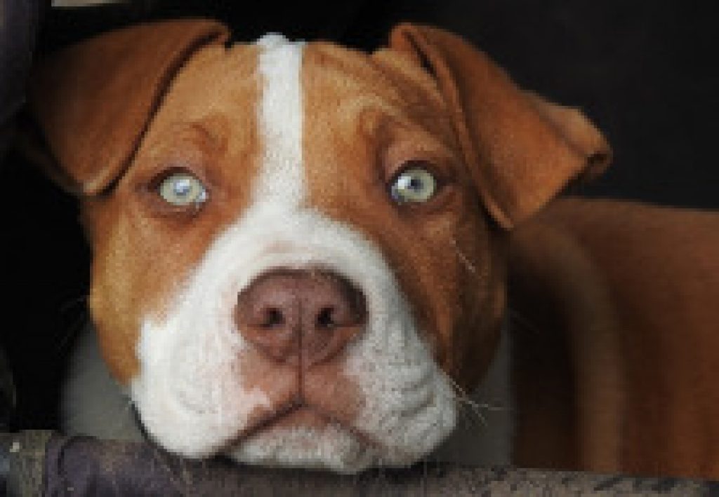 best affordable dog food for pitbulls