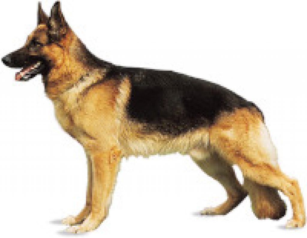 best dog crates for german shepherds