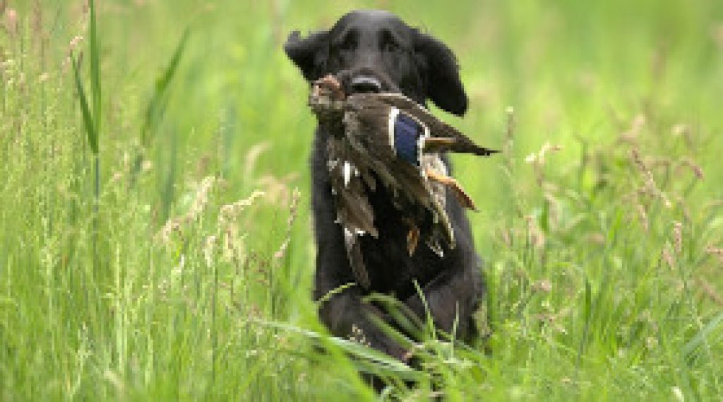 hunting dog