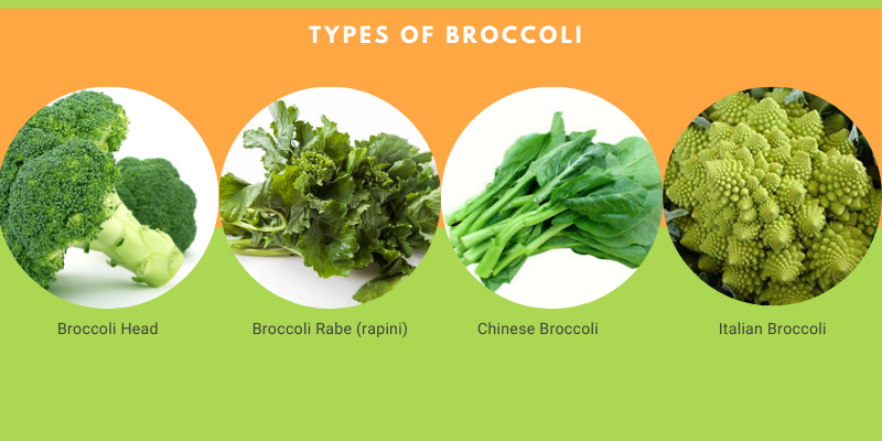 can dogs eat gai lan