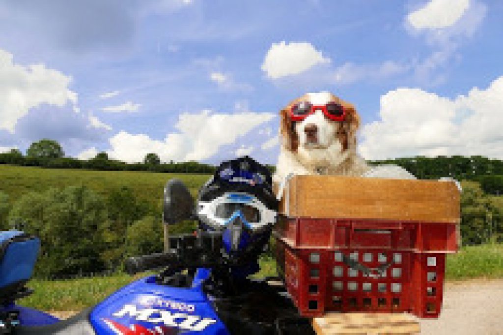 Best dog motorcycle carrier