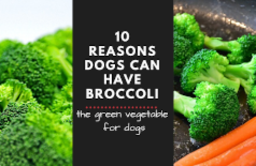 can my dog eat broccoli
