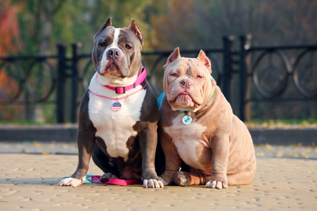 best collar for American bully