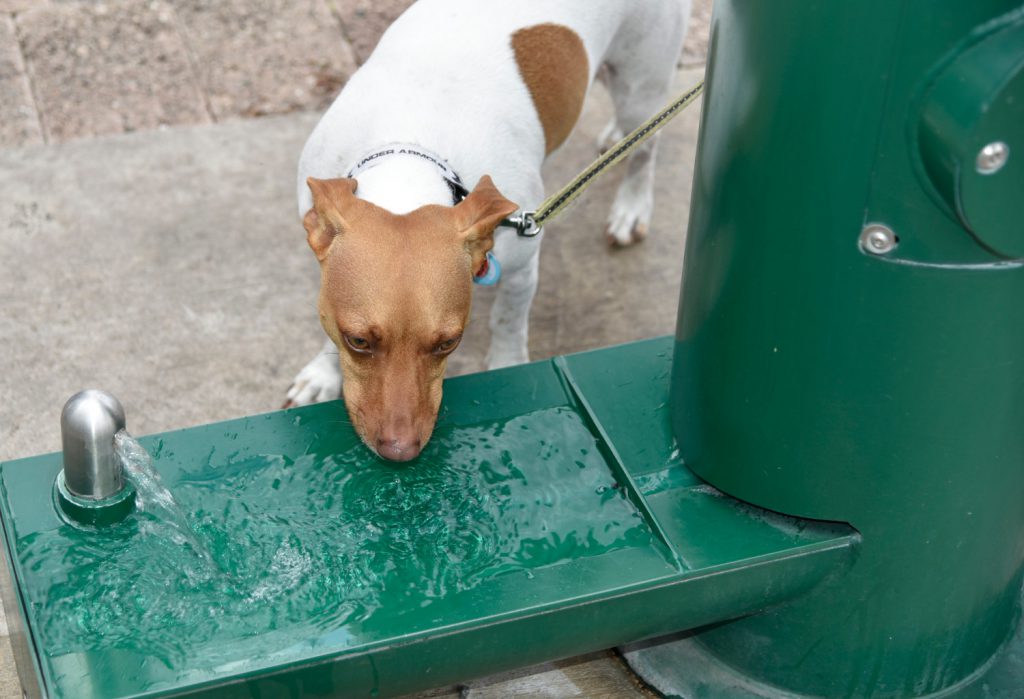 Best Extra Large Dog Water Dispensers
