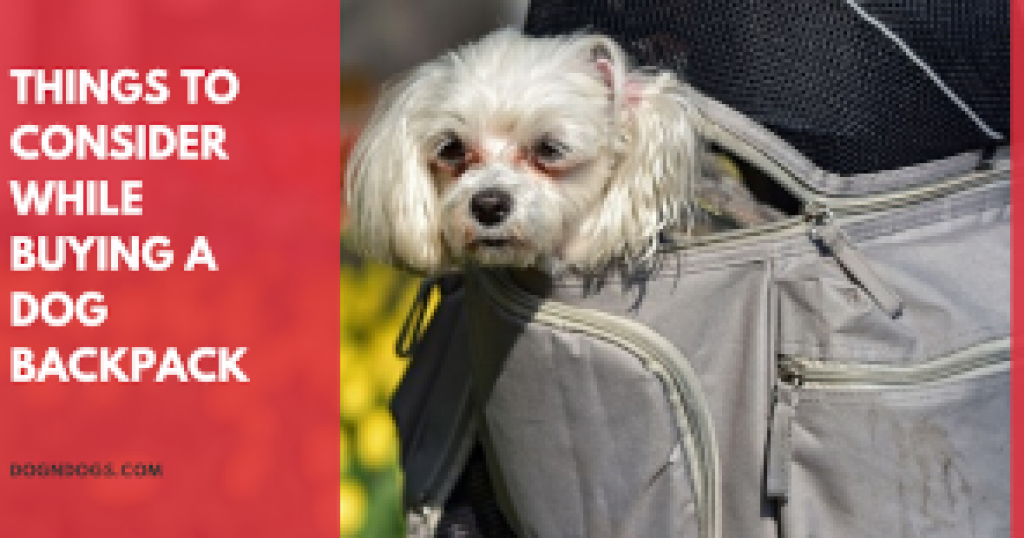 dog backpack carrier