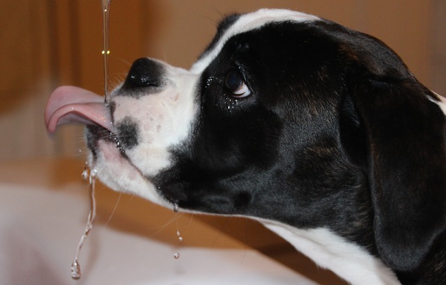 extra large dog water dispenser