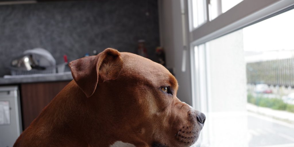 window sill protector dog