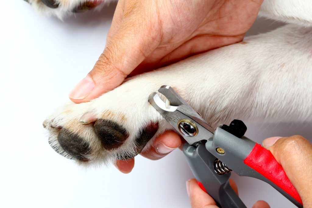 best dog nail clippers