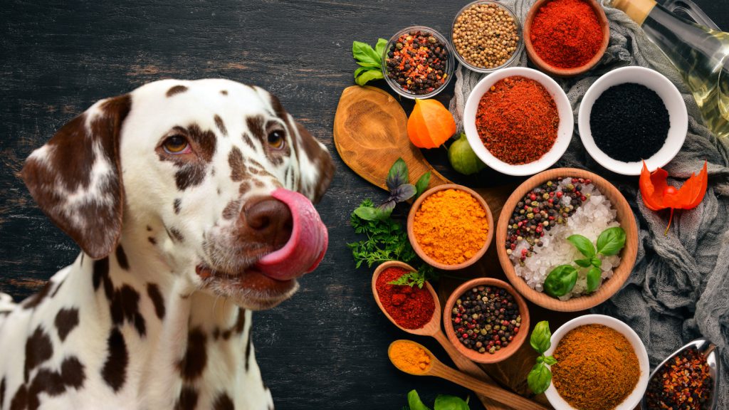 can dogs eat spicy food