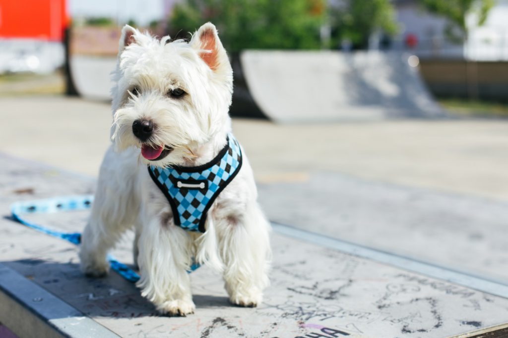 Best no pull dog harness