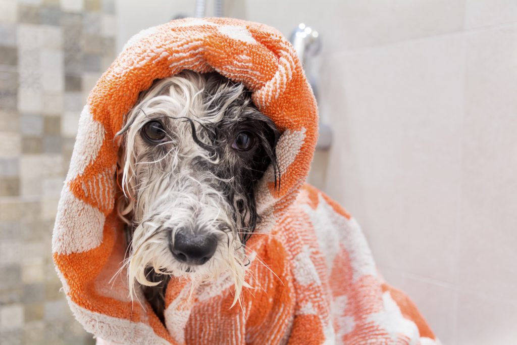 dog shampoo for yeast infection