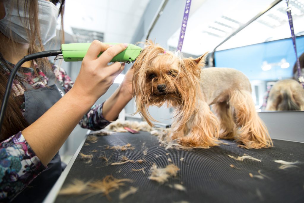 best dog clippers for matted hair