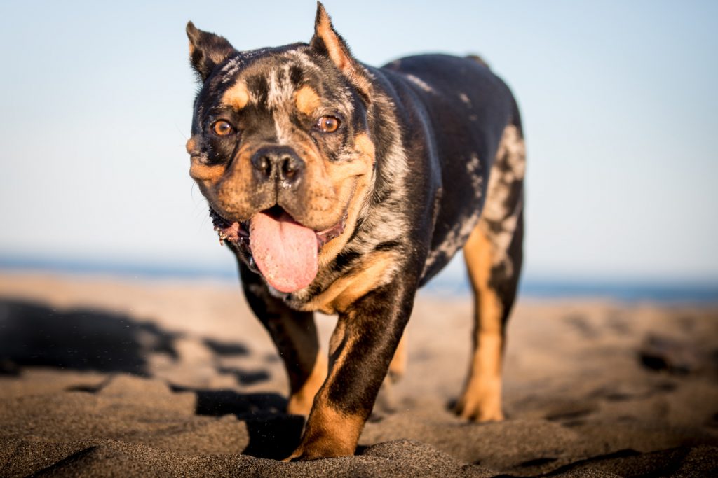 Best dog food for american bully