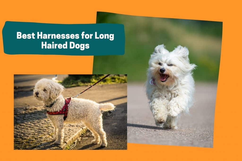 Best Harnesses for Long Haired Dogs
