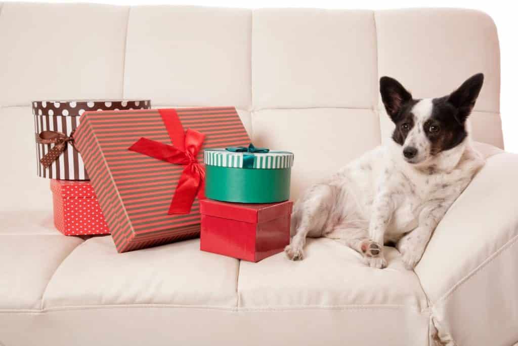 luxury gifts for dogs