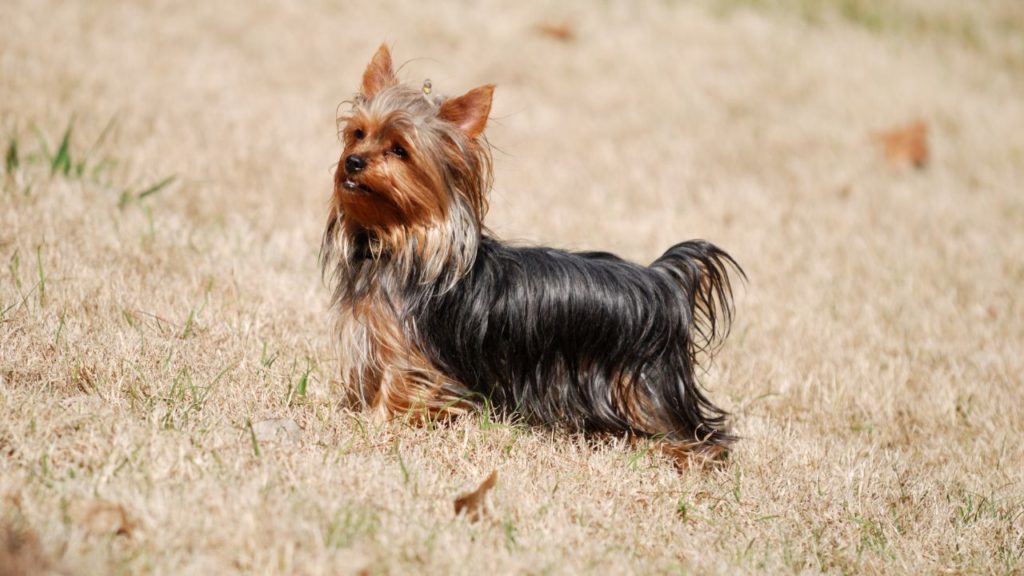 15 Things To Know Before Getting A Yorkie Poo
