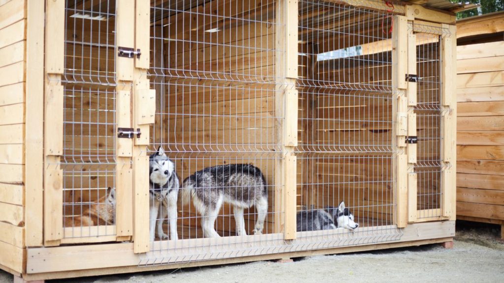 Can Dogs Share A Kennel