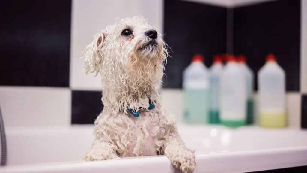 Can You Use Dog Shampoo on Humans