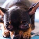 Chihuahua Pros And Cons