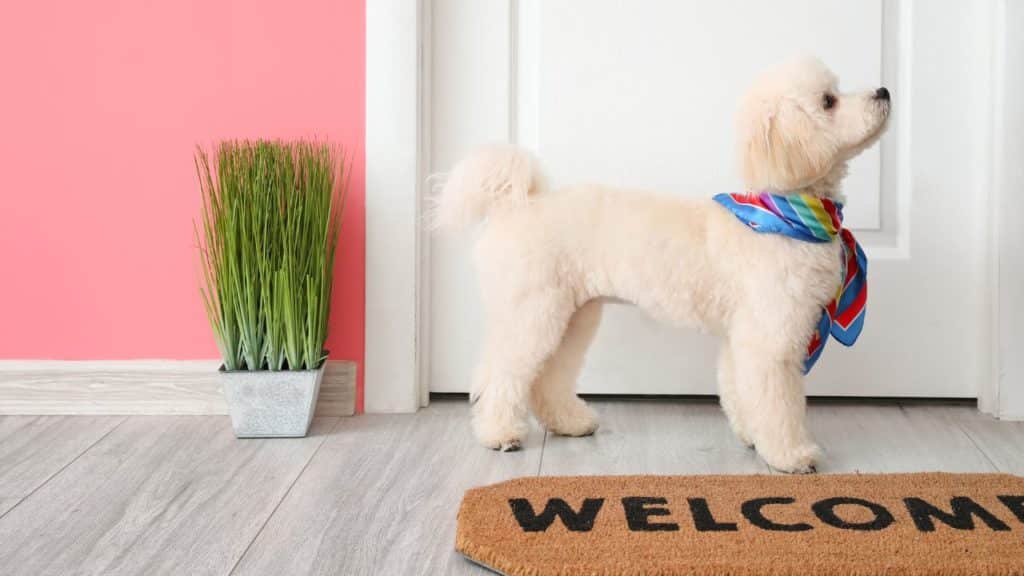 Dog Doors – 9 Things You Need To Know NOW!!!