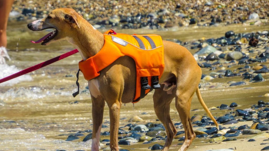 Dog Rescue Harness