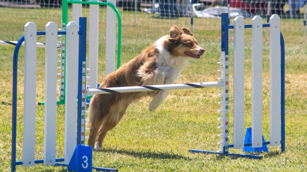How High Can a Dog Jump