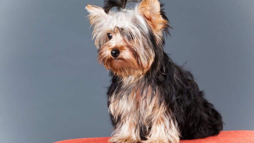 How Long Do Yorkie Poos Live