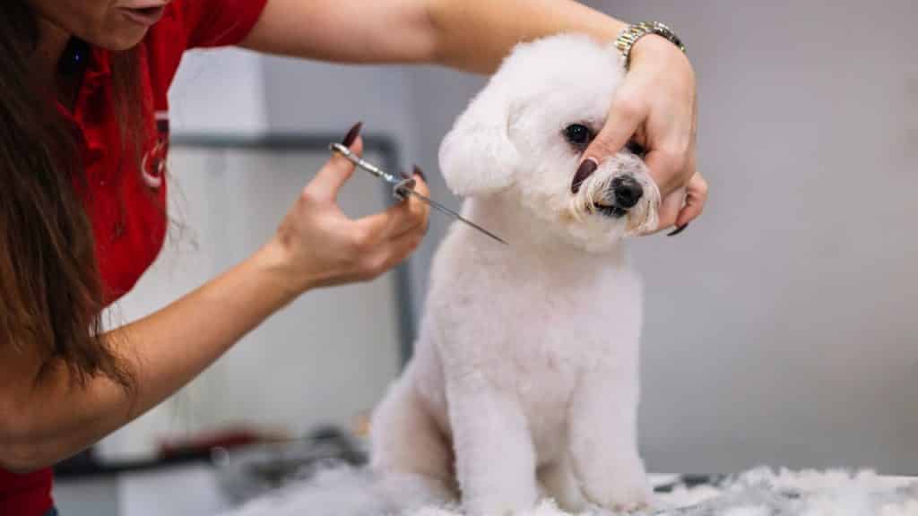 How to Groom a Dog With Long Hair