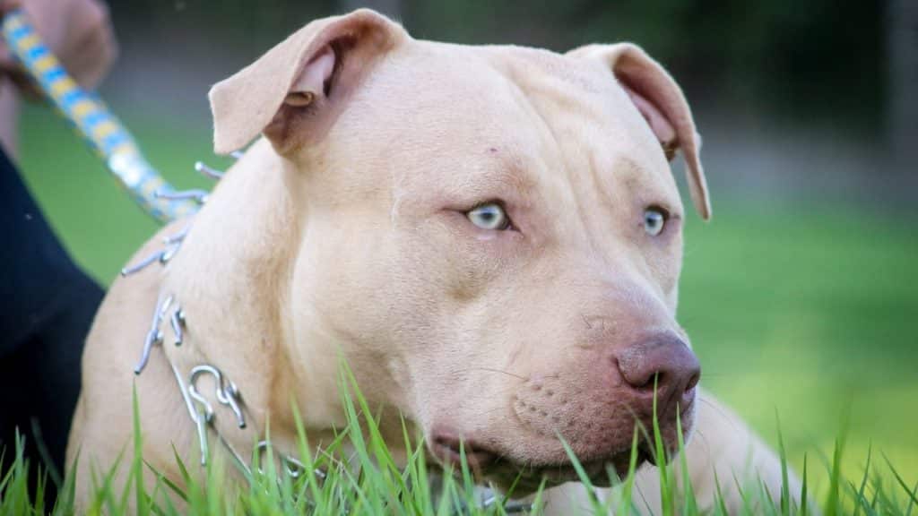 Pit Bull Training – Everything You Need to Know