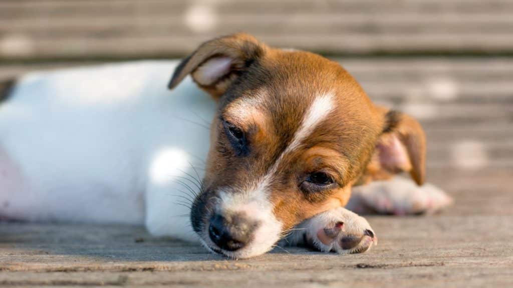 What Should You Do If Your Puppy Is Lazy All The Time