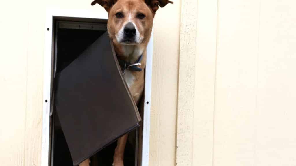 When to Install Dog Door