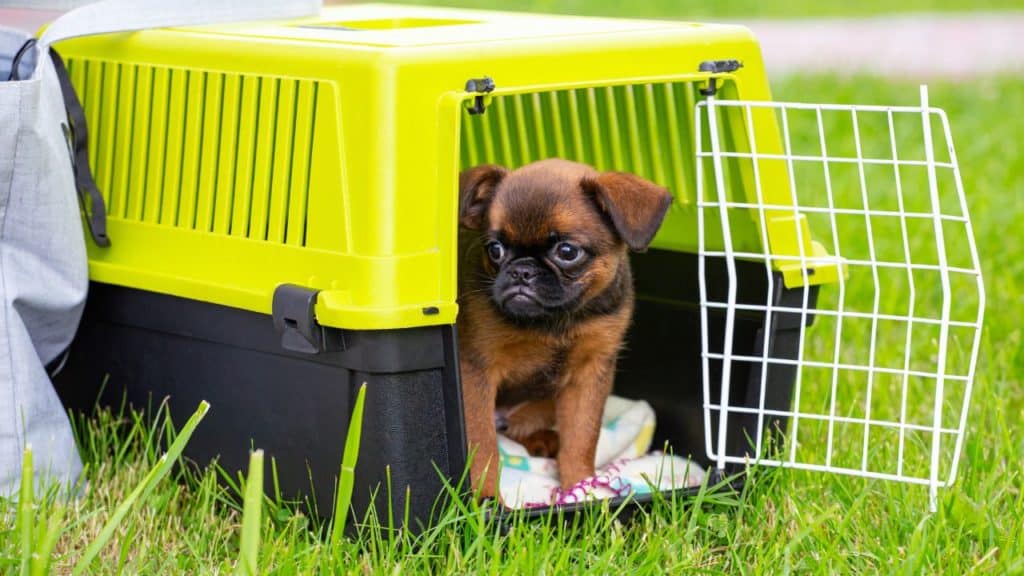 Why Use A Double Door Dog Crate