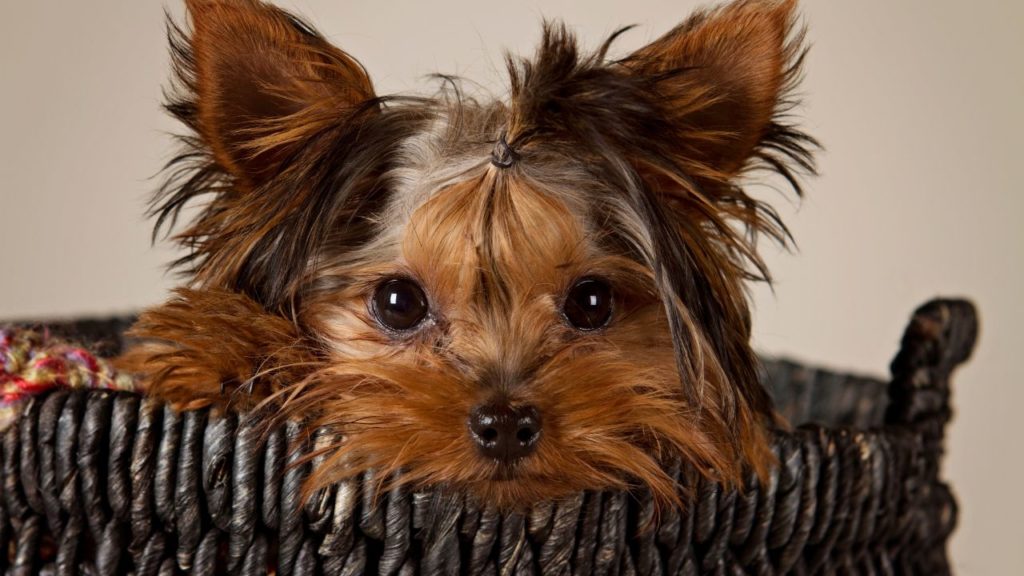Yorkie Puppies FAQ 19 Things to Know